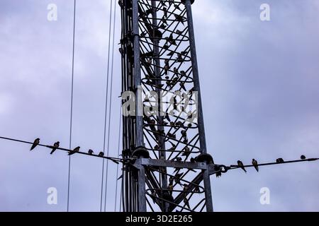 Antennen mit selektivem Fokus, Signale und Mobilfunknetze. Es gibt viele Vögel, die hoch sitzen. Es ist Platz für Text vorhanden. Stockfoto