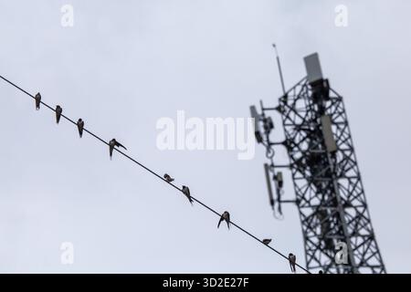 Antennen mit selektivem Fokus, Signale und Mobilfunknetze. Es gibt viele Vögel, die hoch sitzen. Es ist Platz für Text vorhanden. Stockfoto