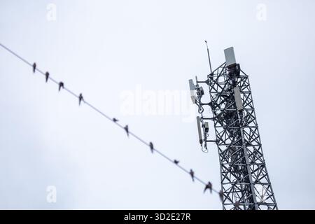 Antennen mit selektivem Fokus, Signale und Mobilfunknetze. Es gibt viele Vögel, die hoch sitzen. Es ist Platz für Text vorhanden. Stockfoto