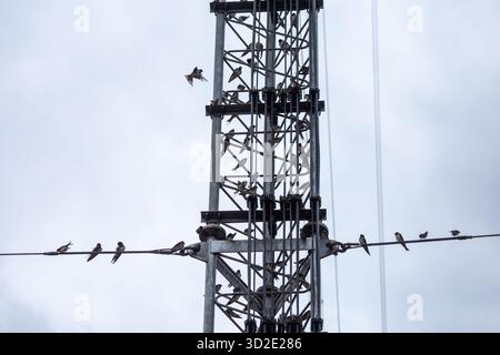 Antennen mit selektivem Fokus, Signale und Mobilfunknetze. Es gibt viele Vögel, die hoch sitzen. Es ist Platz für Text vorhanden. Stockfoto