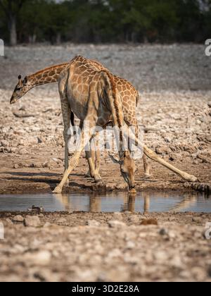 Giraffen im Etosha-Nationalpark, Namibia, SW-Afrika, Afrika Stockfoto