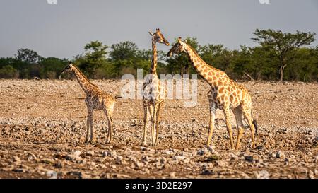 Eine Familie von Giraffen, die sich im Etosha-Nationalpark in Namibia, SW-Afrika, Afrika ausgibt Stockfoto