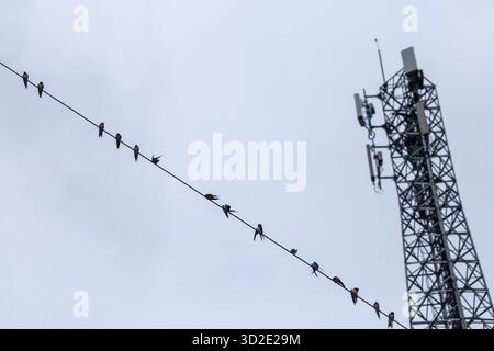 Antennen mit selektivem Fokus, Signale und Mobilfunknetze. Es gibt viele Vögel, die hoch sitzen. Es ist Platz für Text vorhanden. Stockfoto