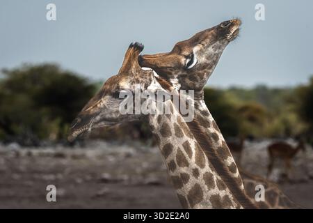 Ein Paar Giraffen spielt im Etosha-Nationalpark in Namibia, SW-Afrika, Afrika Stockfoto