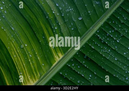 Hintergrund mit Bananenblattstruktur, Heliconaia striata und viele belebende Wassertropfen. Auf der Oberfläche der grünen und weißen Bananenblätter gibt es Stockfoto