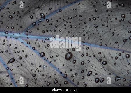 Wassertropfen auf schwarzen Blättern, Textur Hintergrund, hat verschiedene Namen Taro Black Magic, Black Elephant Ears Plant, Elephant Ears Black Magic. Stockfoto