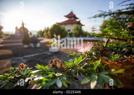Selektiver Fokus Rosa rotes Pulver Puff rosa Blumen im öffentlichen Garten eines chinesischen Tempels gibt es Platz für Text. Stockfoto