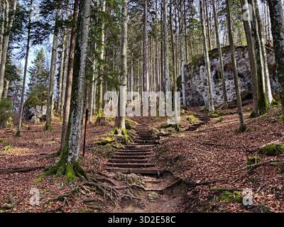 Naturlehrpfad mit Stufen in den Bayerischen Alpen bei Tegernsee. Stockfoto