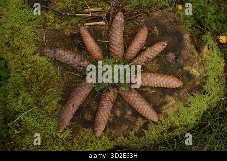 Eine Gruppe von Tannenzapfen ist kreisförmig auf einem Moosbaum angeordnet Stockfoto