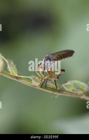 Alarmierende Räuberfliegeninsekte, die auf grünem Pflanzenstamm in der Natur thront. Makronaht von wilden Käfern, die geduldig im Laub warten, mit ruhiger Intensität Stockfoto