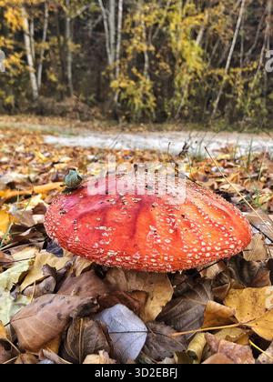Hellroter Fliegenpilz Amanita muscaria, umgeben von herabfallenden Herbstblättern. Wunderschöne Waldszene, die Natur, Fall und Tierwelt symbolisiert. Stockfoto