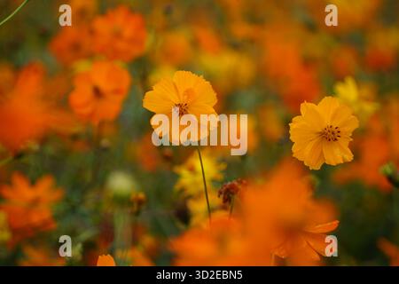 Nahaufnahme leuchtender orangefarbener und gelber Schwefelkosmos (Cosmos sulphureus) Blüten, die auf einem sonnigen Feld blühen Stockfoto