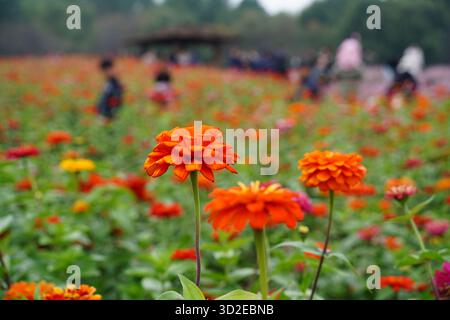 Leuchtende orange und rote Zinnia-Blüten (Zinnia elegans) blühen üppig auf einem sonnigen Parkfeld Stockfoto