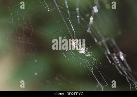 Kleine Spinne wartet geduldig in einem komplizierten Netz draußen. Makroaufnahme zeigt eine zarte Seidenfalle in natürlicher Gartenumgebung, die ein Gefühl von Fascinati weckt Stockfoto