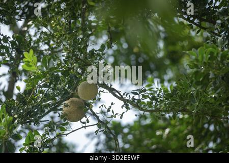 Ein Paar Holzäpfel (Limonia acidissima), die an einem Baum hängen, umgeben von grünen Blättern, Gazipur, Bangladesch Stockfoto
