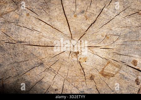 Baumquerschnitt-Kunst, verwittertes Holz mit Wachstumsringen, Nahaufnahme der Oberfläche des alten Holzstumpfs, detaillierte Ansicht des natürlichen Baumrings und Risses Stockfoto