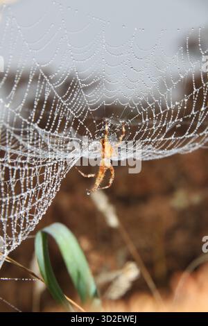 Spider auf taubedecktem Cobweb am Morgen Stockfoto