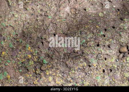Nahaufnahme der Wand aus Kieselsteinzuschlagstoff mit kleinen Natursteinen, die in Beton eingebettet sind. Stockfoto