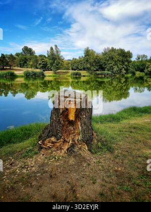 Ein Baumstumpf steht am Ufer des Wassers, umgeben von üppigem Grün. Der ruhige Fluss reflektiert den Himmel und die Bäume und schafft eine ruhige Atmosphäre auf der Sonne Stockfoto