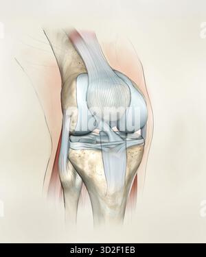 Anatomie Des Kniegelenks. Knochen, Menisken, Gelenkknorpel Und Bänder, Knorpel. Abbildung Stockfoto
