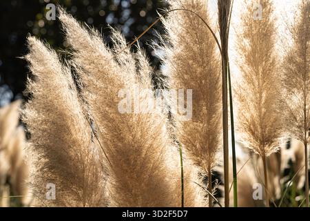 Pampas-Grasfedern mit zarten Texturen und goldenen Tönen schwanken sanft in der Brise, die von der warmen Nachmittagssonne hinterleuchtet wird, und schaffen einen sanften, sanften Wind Stockfoto