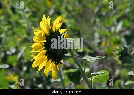 Sonnenblumenanbau auf einem bebauten Feld als Symbol für umweltfreundliche Landwirtschaft, Nachhaltigkeit und ökologische Landwirtschaftspraktiken. Stockfoto