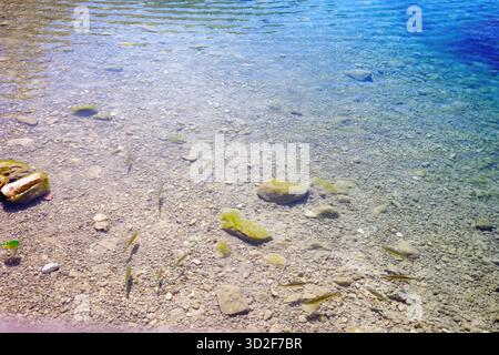 Klares, seichtes Wasser mit kleinen Fischen und Steinen in der Nähe des Sees Bohinj, Slowenien, im Nationalpark Triglav an einem sonnigen Sommertag. Stockfoto