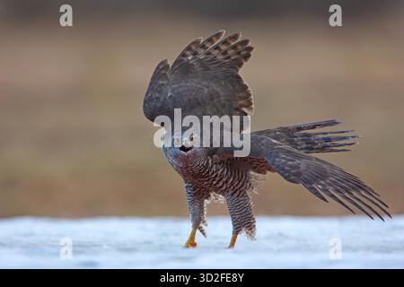 Der eurasische Goschawk (Astur gentilis) ist eine Art mittelgroßer Raubvögel aus der Familie Accipitridae Stockfoto
