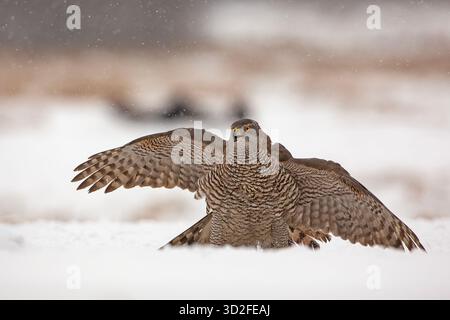 Der eurasische Goschawk (Astur gentilis) ist eine Art mittelgroßer Raubvögel aus der Familie Accipitridae Stockfoto