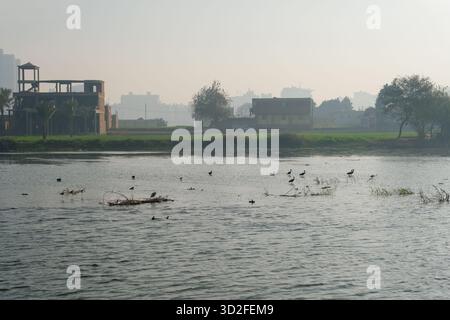 Am frühen Morgen auf dem Nil, mit Glossy Ibis (Plegadis falcinellus) Vögeln, die im Wasser waten, Kairo, Ägypten Stockfoto