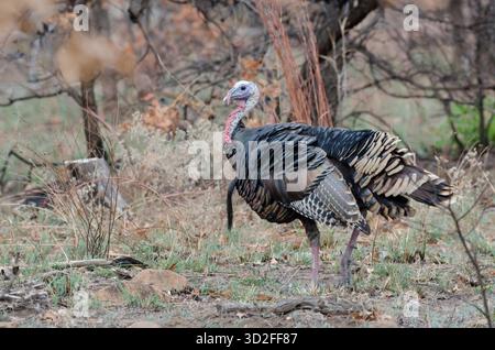 Wilder Truthahn, Meleagris gallopavo, tom Stockfoto