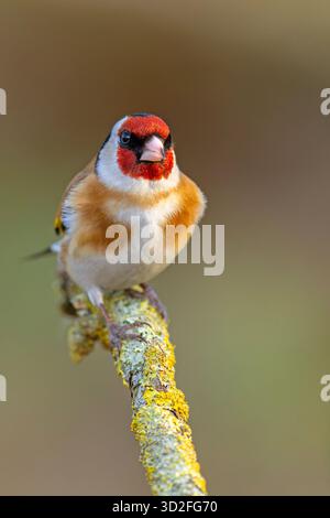 Der Europäische Goldfink oder einfach der Goldfink (Carduelis carduelis) ist ein kleiner Passerinvogel aus der Familie der finken Stockfoto