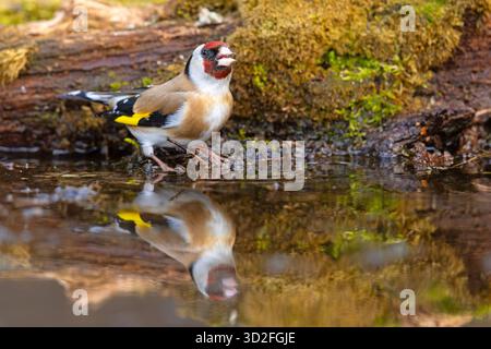 Der Europäische Goldfink oder einfach der Goldfink (Carduelis carduelis) ist ein kleiner Passerinvogel aus der Familie der finken Stockfoto