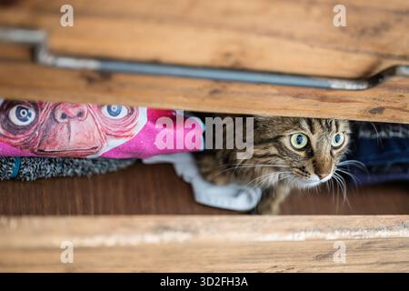Die norwegische Waldkatze blickt aus einer Schublade voller bunter Kleidung. Der flauschige Fell fügt sich in den Stoff ein und zeigt die Neugier der Augen. Stockfoto