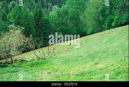 Eine Gruppe Hirsche weidet und ruht auf dem grünen Hang der Alpenberge. Die Tiere befinden sich in ihrem natürlichen Lebensraum, umgeben von grüner Vegetation. Stockfoto