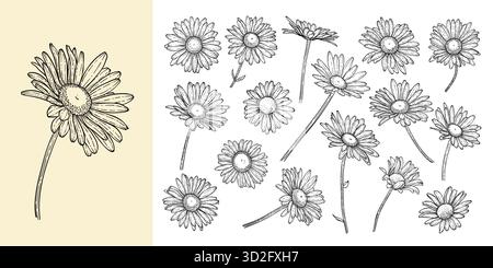 Set aus wunderschönen Schwarzweiß-, Schwarzweiß- und Gänseblümchen isoliert. Für Grußkarten und Einladungen zur Hochzeit, zum Geburtstag, zum Valentinstag Stock Vektor