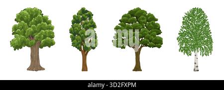 Baumsammlung. Cartoon Sommer Baum Set. Birke, Akazie, Eiche, Pappel. Fichtenholzpflanzen mit Blatt. Grüne große Bäume für den Garten Wald Park Stock Vektor