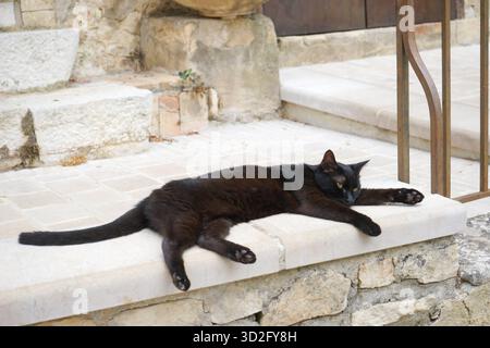 Schwarze Katze schlafend - draußen - Mougins, cote d'azur, Frankreich Stockfoto
