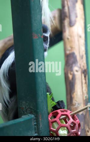 Abessinischer Kolobus-Affe, der einen Snack mit einem Spielzeugzubehör genießt Stockfoto