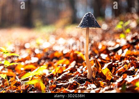 Schwarzer Amanita-Pilz wächst unter den gefallenen Blättern im Herbstwald in Slowenien Stockfoto