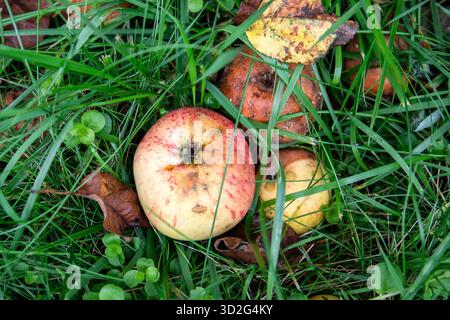 Gefallene Äpfel auf dem Boden zwischen grünem Gras, mit sichtbaren Anzeichen von Fäulnis und Verfall. Lebensmittelverschwendung, natürlicher Abbau und der Naturkreislauf im Herbst. Stockfoto