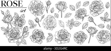 Rosen Blumen, Knospen und Blätter Line Art Sammlung, Clip Arts. Set aus wunderschönen Schwarzweiß-Rosen, isoliert. Für Grußkarte Stock Vektor