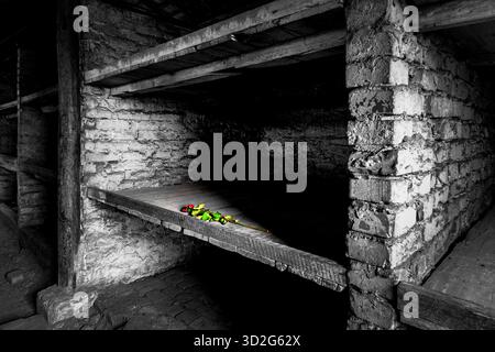 Eine einzelne Rose liegt auf einer hölzernen Schlafliege in der Backsteinkaserne des ehemaligen Konzentrationslagers Auschwitz II-Birkenau in Oświęcim, Polen. Stockfoto