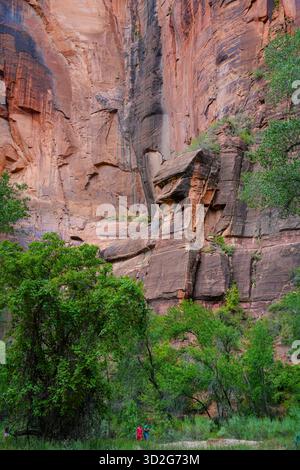Eine hoch aufragende rote Felsmauer erhebt sich scharf über dicht grünem Laub im Zion-Nationalpark und zeigt mehrschichtige Sandsteinstrukturen und natürliche Formationen Stockfoto