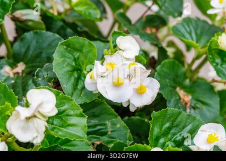 Eine Makroaufnahme einer engen Gruppe weißer Begonia-Blüten mit hellgelben Mittelpunkten, umgeben von üppigen, dunkelgrünen, glänzenden Blättern. Stockfoto