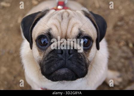 Mops-Hund aus nächster Nähe, der direkt in die Kamera blickt. Faltiges Gesicht, große dunkle Augen und ein süßer Ausdruck Stockfoto
