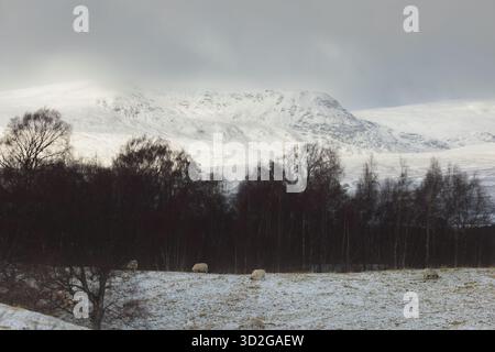 Schafe grasen im Winter auf einem schneebedeckten Paddock unter den zerklüfteten Gipfeln der Cairngorms vor den schneebedeckten schottischen Highlands. Stockfoto