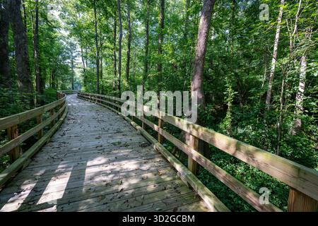 Eine hölzerne Promenade schlängelt sich durch einen üppig grünen Wald, der von Sonnenlicht durchströmt wird, das durch die Bäume filtert. Stockfoto