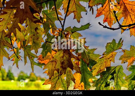 Das Bild fängt das Wesen des Herbstes mit einem detaillierten Fokus auf Eichenblätter und Äste ein. Die Farbpalette wird von den warmen Herbsttönen dominiert – b Stockfoto