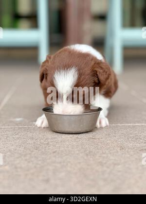 Entzückendes Border Collie Welpen Trinkwasser Stockfoto